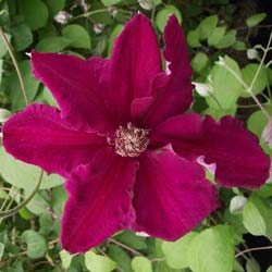 Clematis 'Ernest Markham'